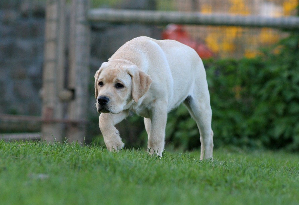 犬の歩き方がおかしい！原因や足に関わる危険な症状、対処法まで