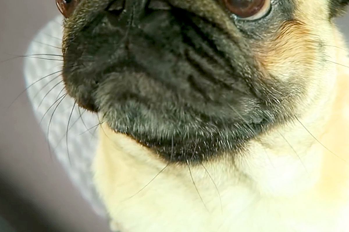車での外出でテンションMAXな犬→『病院で注射するよ』と伝えた瞬間…人間の子どものような『顔の変化』が36万再生「目が…ｗ」「笑ったｗ」