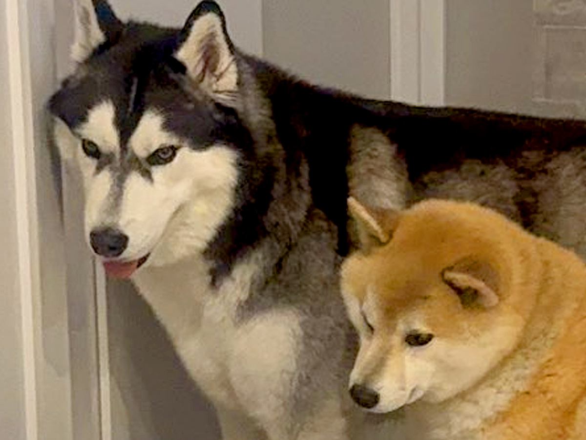 父が玄関先で来客対応→気付いた2匹の犬たちが…想像もしなかった『人間のような行動』が156万表示「めちゃ可愛い」「教科書に載せるべき」