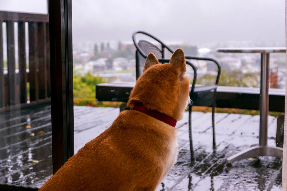 雨の日に犬が散歩に行きたがらない理由5つ　嫌がる愛犬への適切な対応まで解説