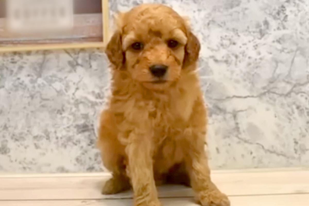 『3万円で売れ残っていたボサボサの犬』を飼った結果…表情が全く違う『感動的な結末』が401万再生「心にグッときた」「幸せでよかった」