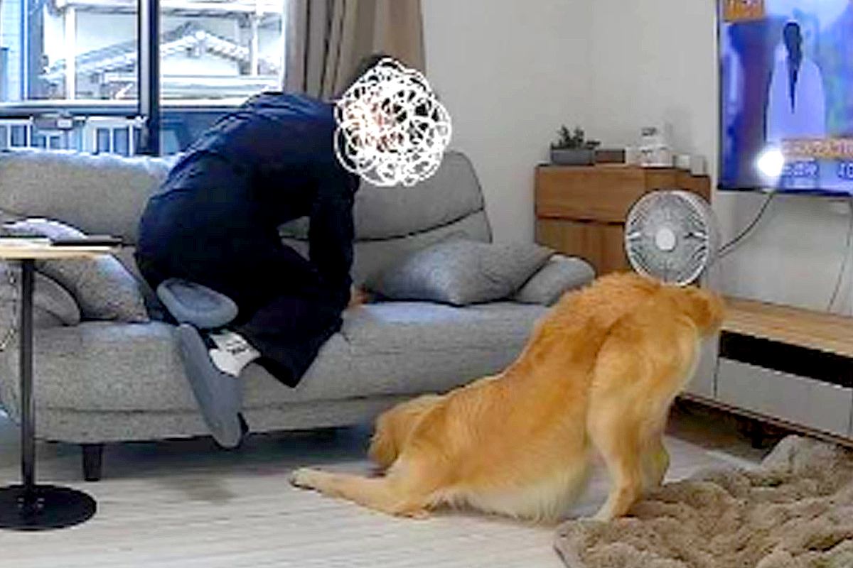 入院中、ふと家のカメラをのぞき見した結果→『夫と大型犬が遊んでる』と思ったら…『衝撃の瞬間』が39万再生「見事なV字ｗ」「ドン引きで草」