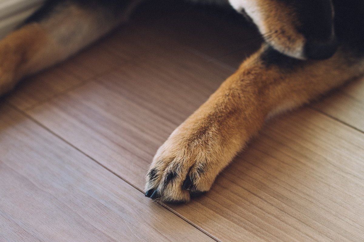 犬が『自分の足を噛んでいる』ときの原因3つ　病院に連れて行くべき？確認したいポイントまで