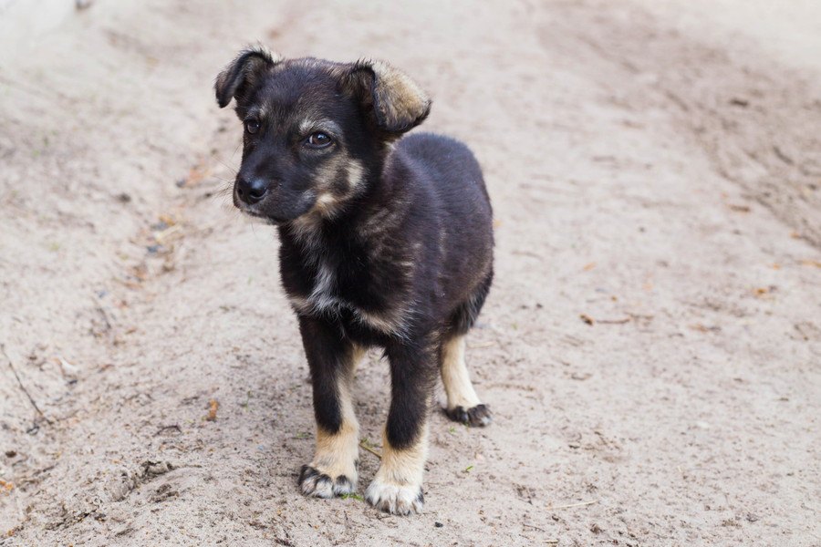 捨て犬・迷子犬がいなくならない理由５つ