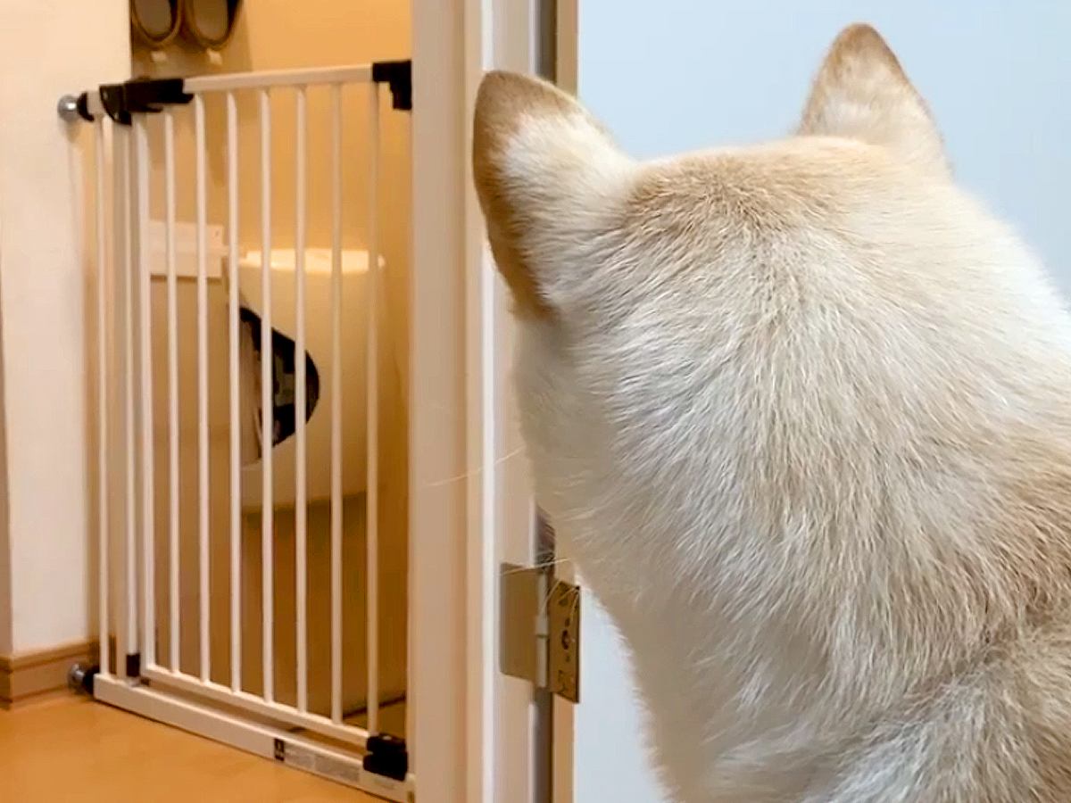 出張で5日ぶりに帰宅したパパ→犬が気配を察知して…玄関先で見せた『熱烈なおかえりなさい』が11万再生「疲れ吹っ飛ぶ」「かわいい歓迎」