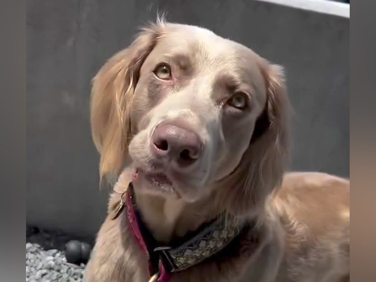 『ママ、はやく来て！』大型犬が急いで呼んできたので、着いて行った結果…可愛すぎる『まさかの理由』に反響「いい話」「言われてみればｗ」
