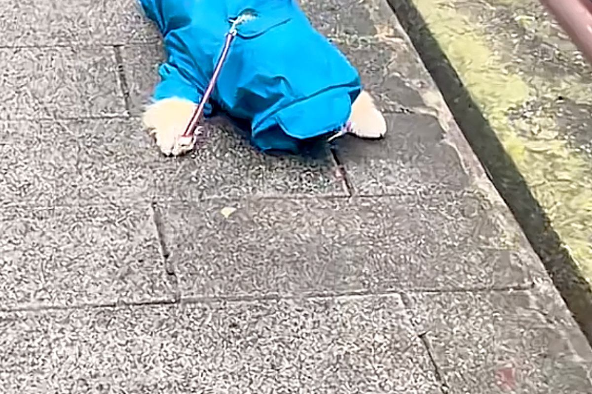 水たまりに入ることを禁じられた犬→歩道の真ん中で『絶望』して…思わず笑う『子どものような光景』に反響「うちの息子ｗ」「イヤイヤ期で草」