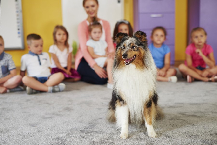 子供が多い場所に犬を連れて行く時の注意点３つ