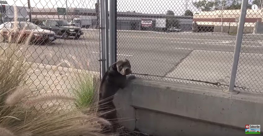 すぐ横は高速道路…ヒヤヒヤの保護活動と、興味深い犬の心理