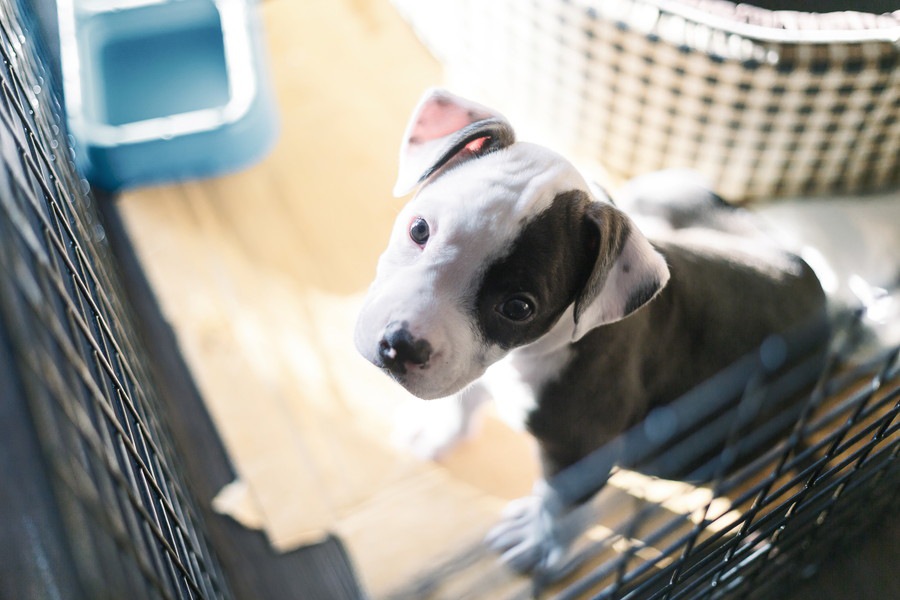 犬のトイレは室内に2箇所設置してもいい？