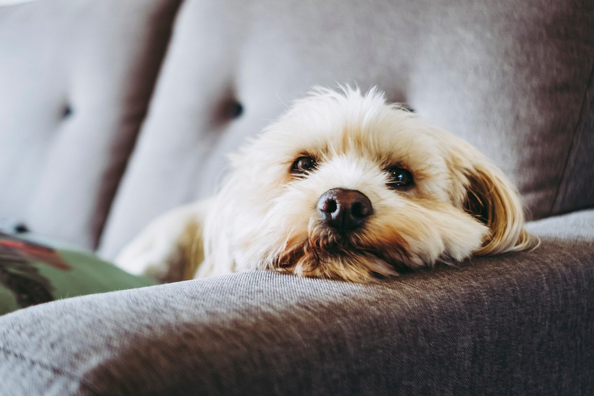 飼い主が帰宅しても犬が『無関心』な理由5つ　喜んでくれないのはなぜ？意外な本音とは