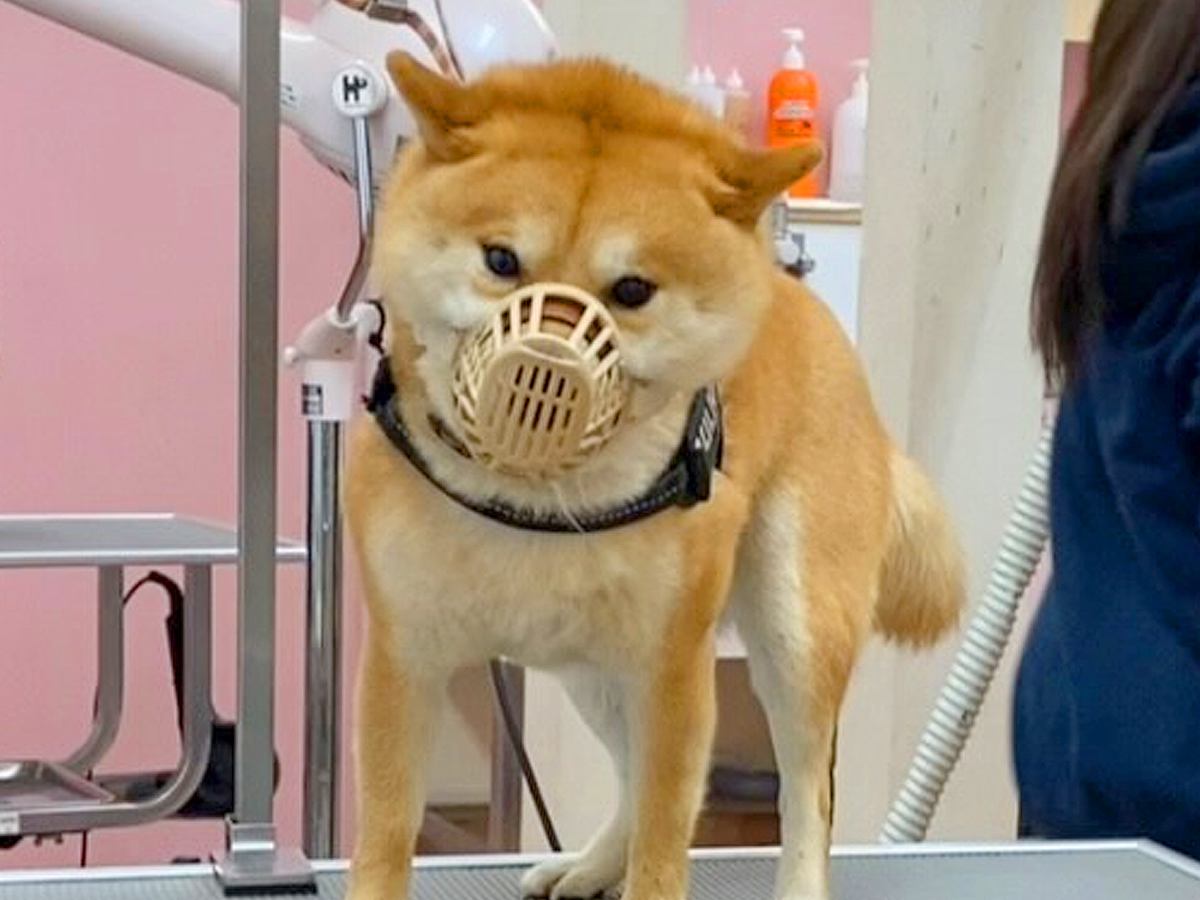 爪切りが苦手な犬→口輪をつけながらしようとすると…まさかの『人間のような行動』に418万再生の反響「可愛くて吹いたｗｗ」「うますぎる」