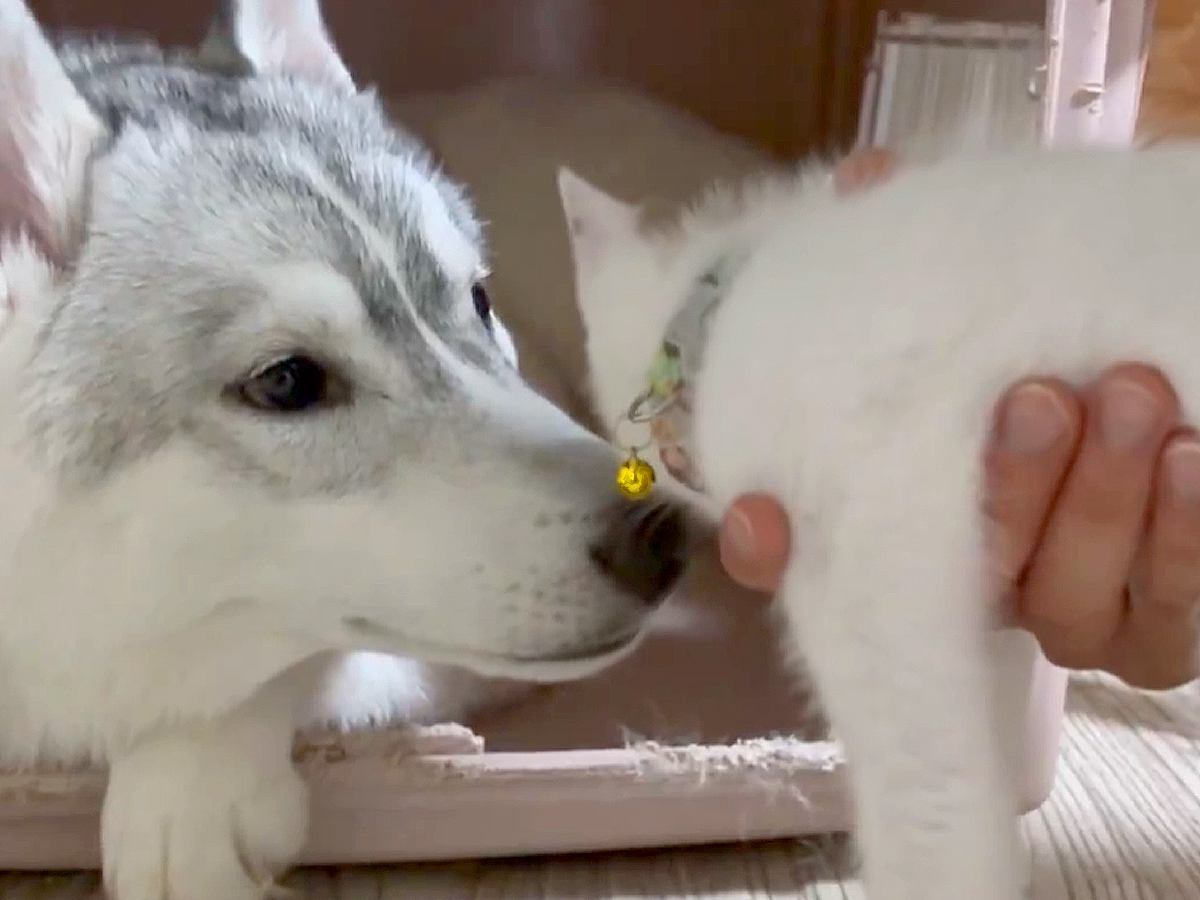 子猫を拾ったハスキー犬→数日後『感動の再会を果たした』と思ったら…切なすぎる『まさかの光景』が230万表示「え？って顔ｗ」と反響続々