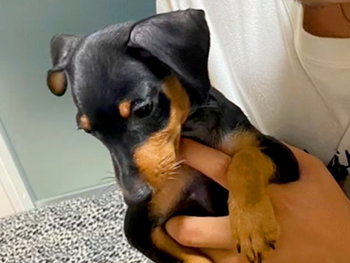 『ミニチュアとは…？』大きくならない小型犬を飼ったつもりが…10ヶ月後→『衝撃的な現在』が13万再生「愛情が大きくしたのかも」と反響