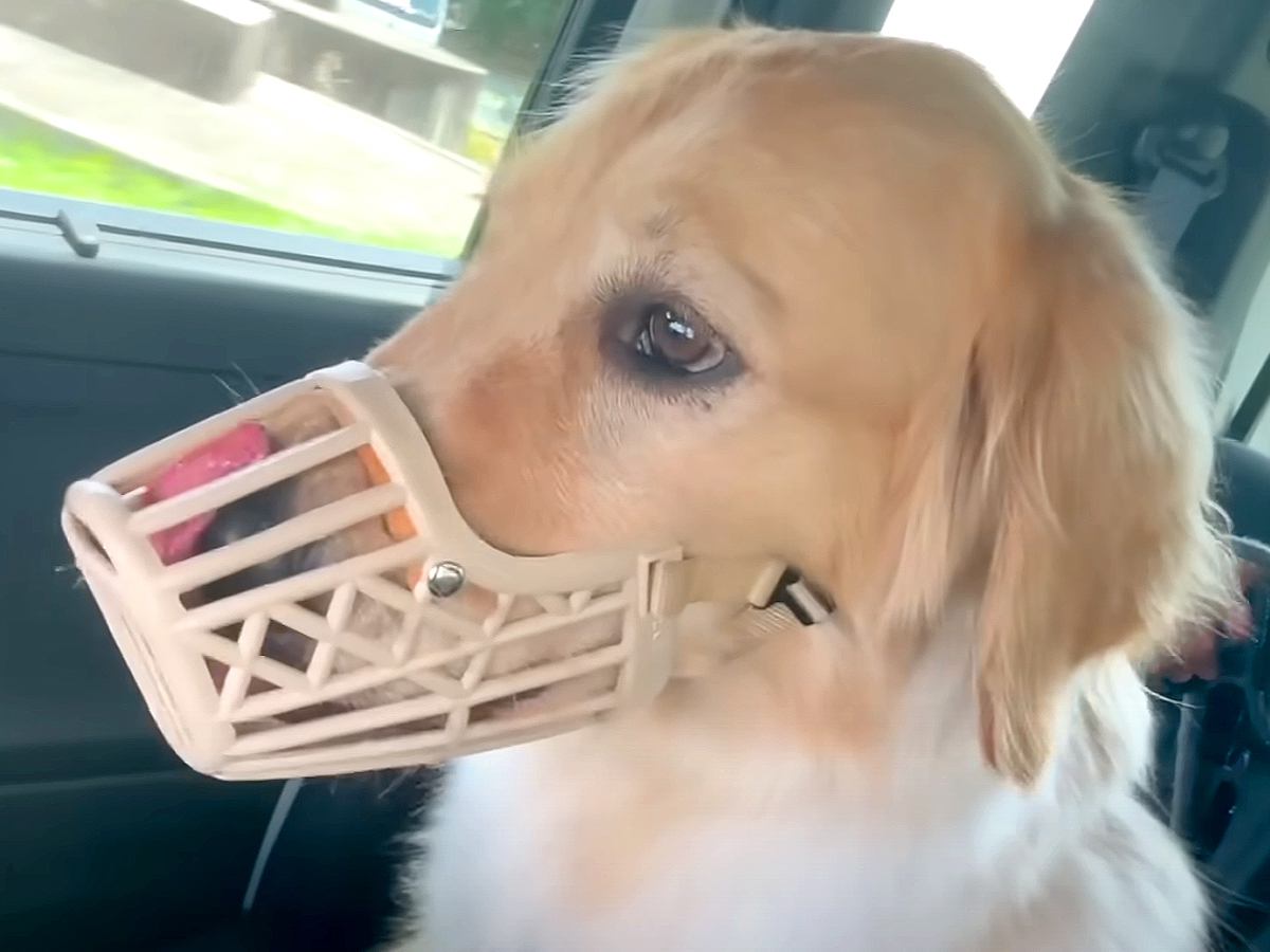 『本気噛み』してしまう大型犬をトレーニング→わずか数時間で…嘘のような『劇的な変化』が94万再生「怖かっただけなんだ」「素晴らしい」