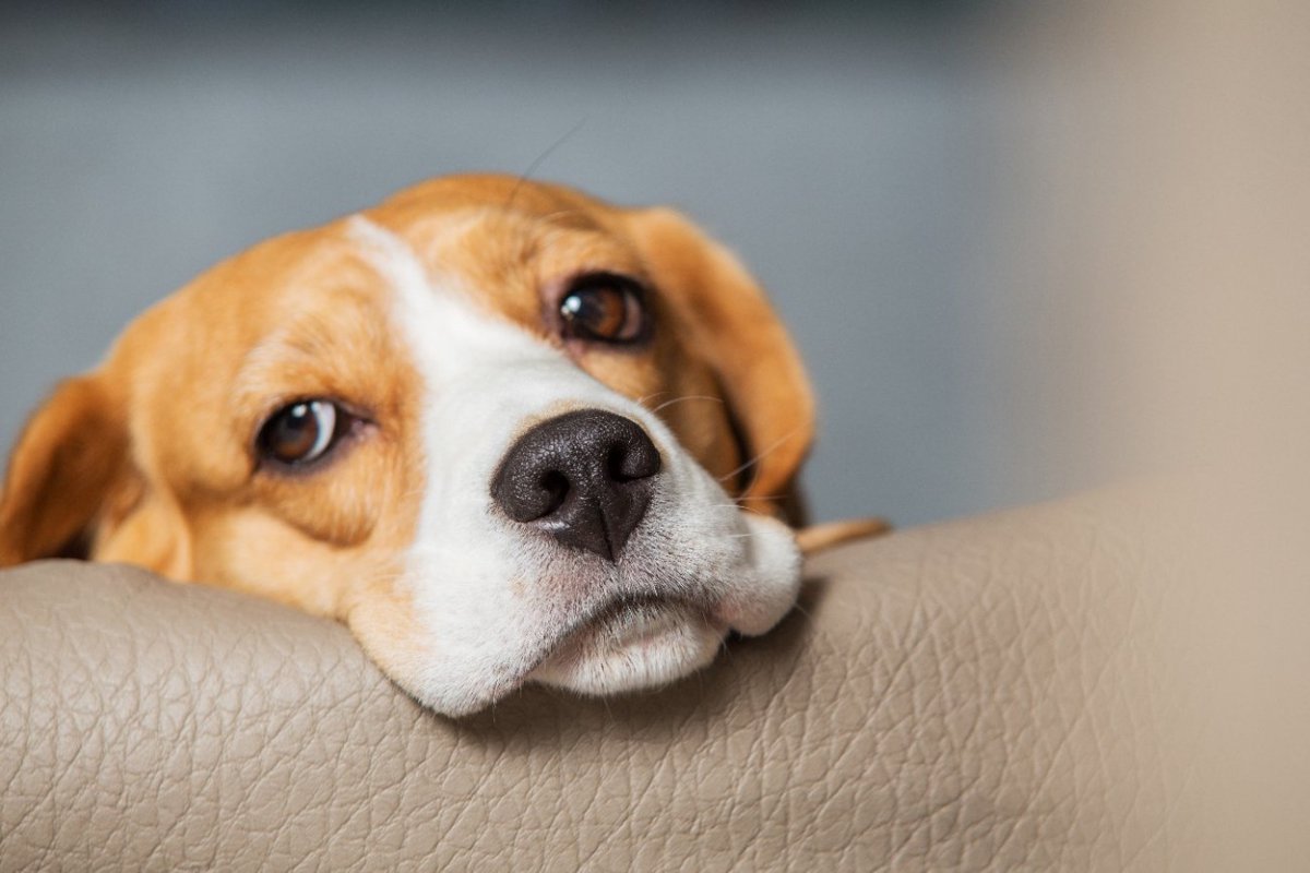 犬が『うつ病』になったときの症状４選　危険な状態になる前触れとは？