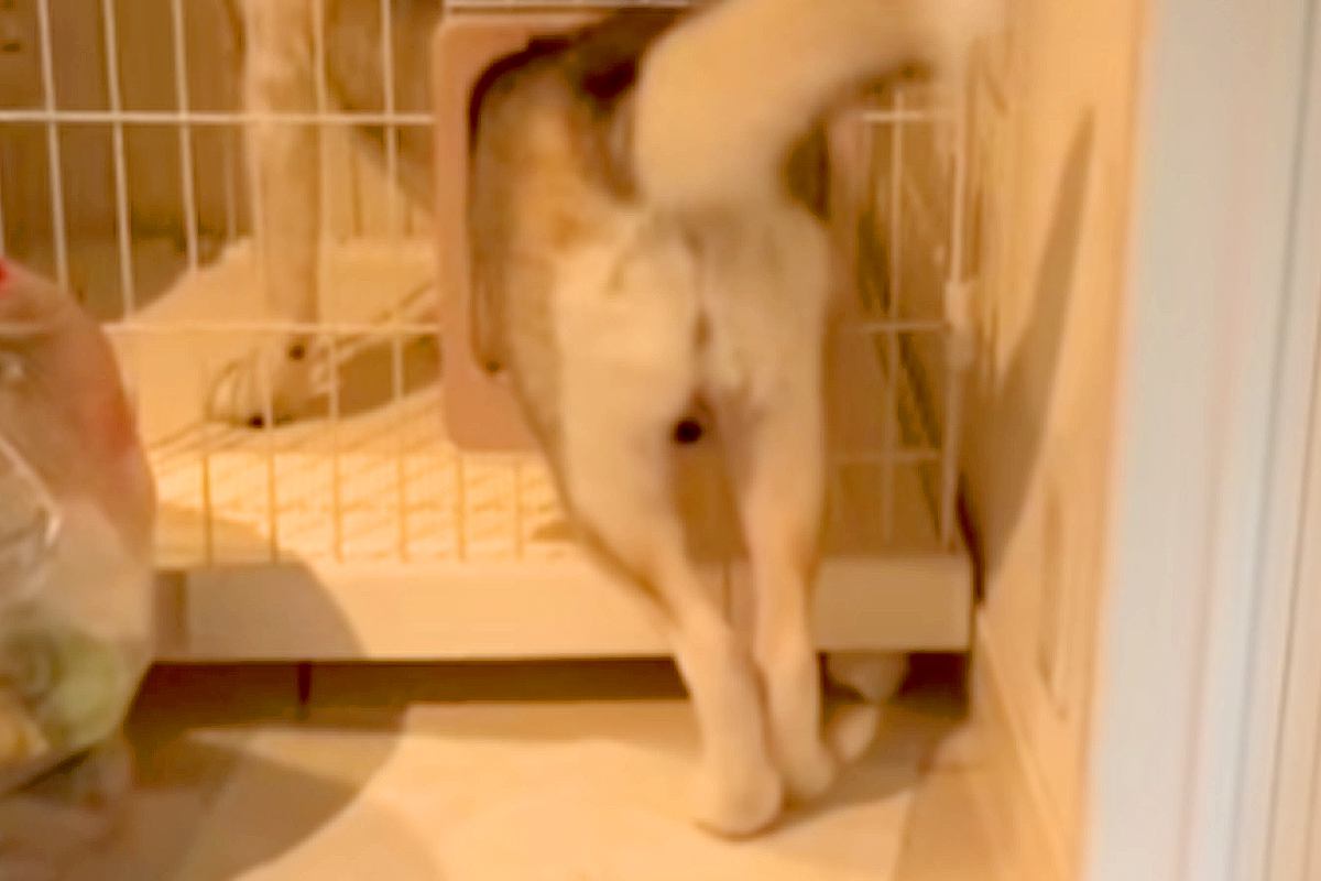 猫と一緒に育った大型犬が『猫のケージに憧れた』結果→信じられない『衝撃的な光景』が19万再生「液体化してて草」「通れるんだｗｗ」と反響