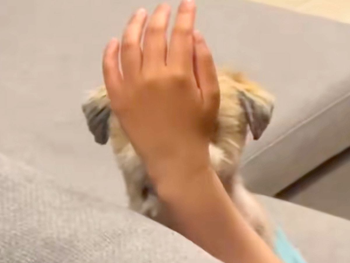 パパを見つめる犬→視界を手でさえぎってみた結果…思わず笑ってしまう『愛おしすぎる光景』が25万再生「可愛すぎて声出たｗ」「ひょっこり」
