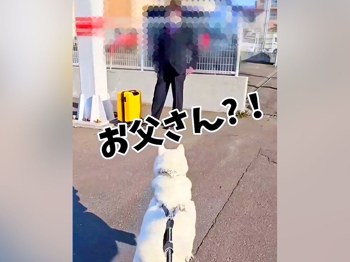 お父さんが出張で遠方へ…犬が見せた『切ない行動』と『帰宅時の様子』が素敵すぎると7万再生「愛おしすぎて涙がこぼれる」「まさかのお土産ｗ」