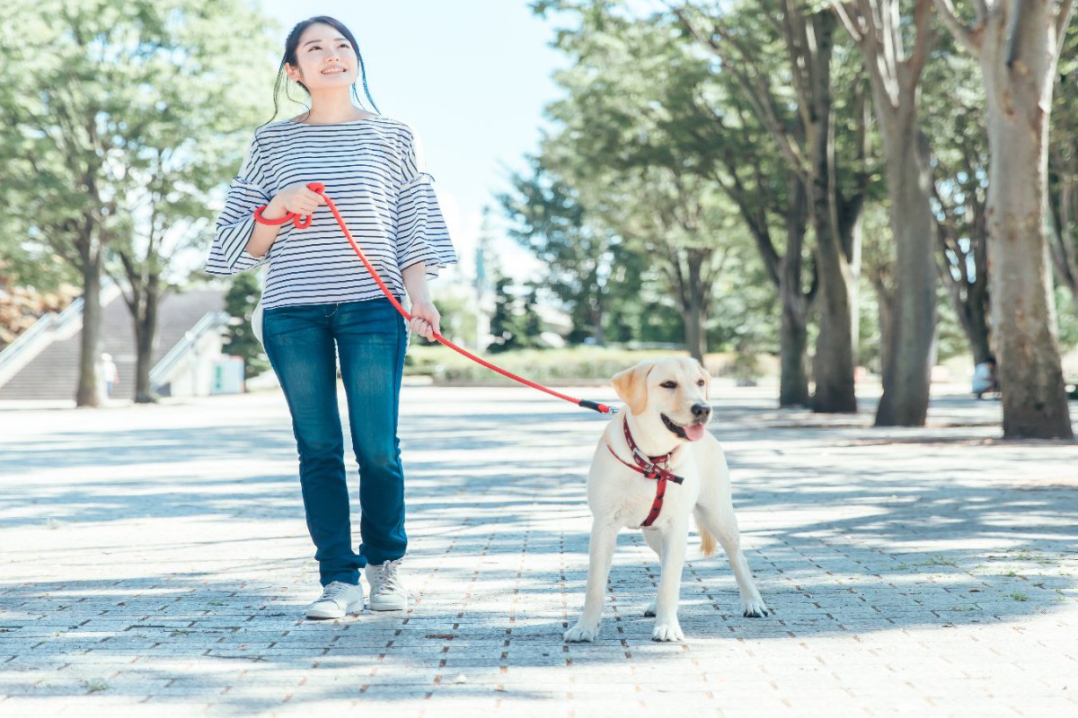 夏の犬の散歩で絶対にしてはいけない『NG行為』5選！肉球が火傷になっている可能性も