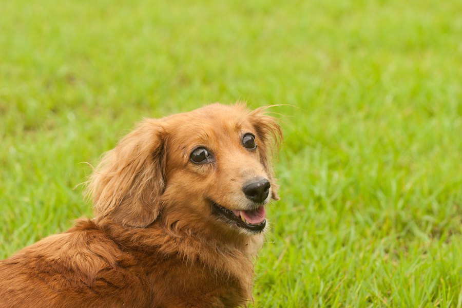 長生きする犬の共通点５つ