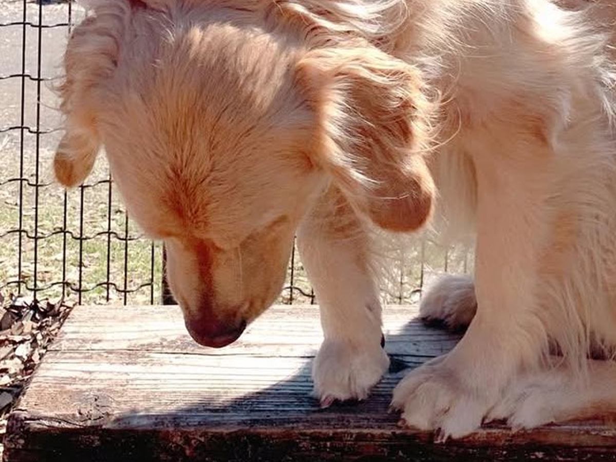 ドッグランに行った大型犬→自分より小さい子にビビりまくり…見た目からは想像できない『まさかの光景』に15万いいね「しょぼんｗ」「優しい」