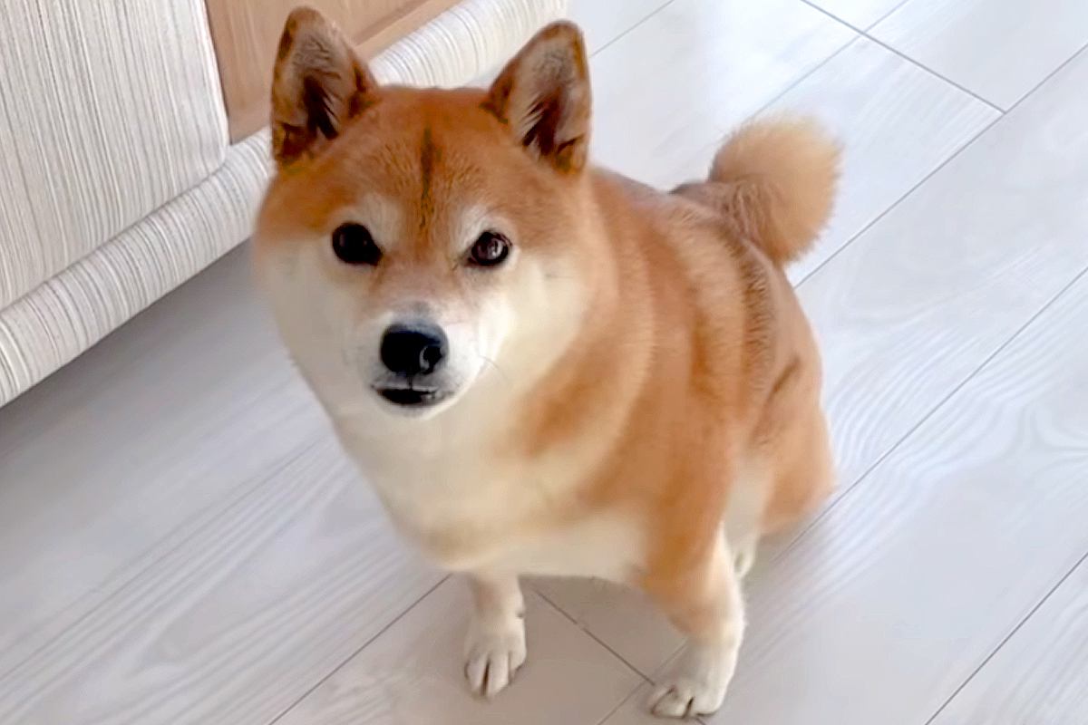 4歳の女の子が起きる時間なので、犬に『起こしてくるよ』と伝えた結果→なぜか慌てて…健気で尊い光景が26万再生「泣けた」「大好きなんだ」