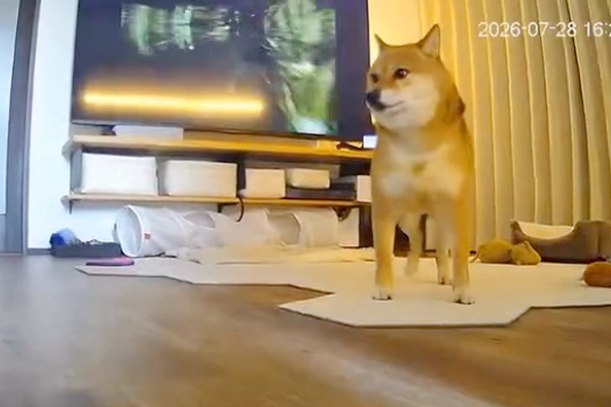 『熊本地震』発生時、留守番していた臆病な犬と猫→『怖がってしまう』と思いきや…カメラが捉えた『まさかの光景』が393万再生「号泣した…」
