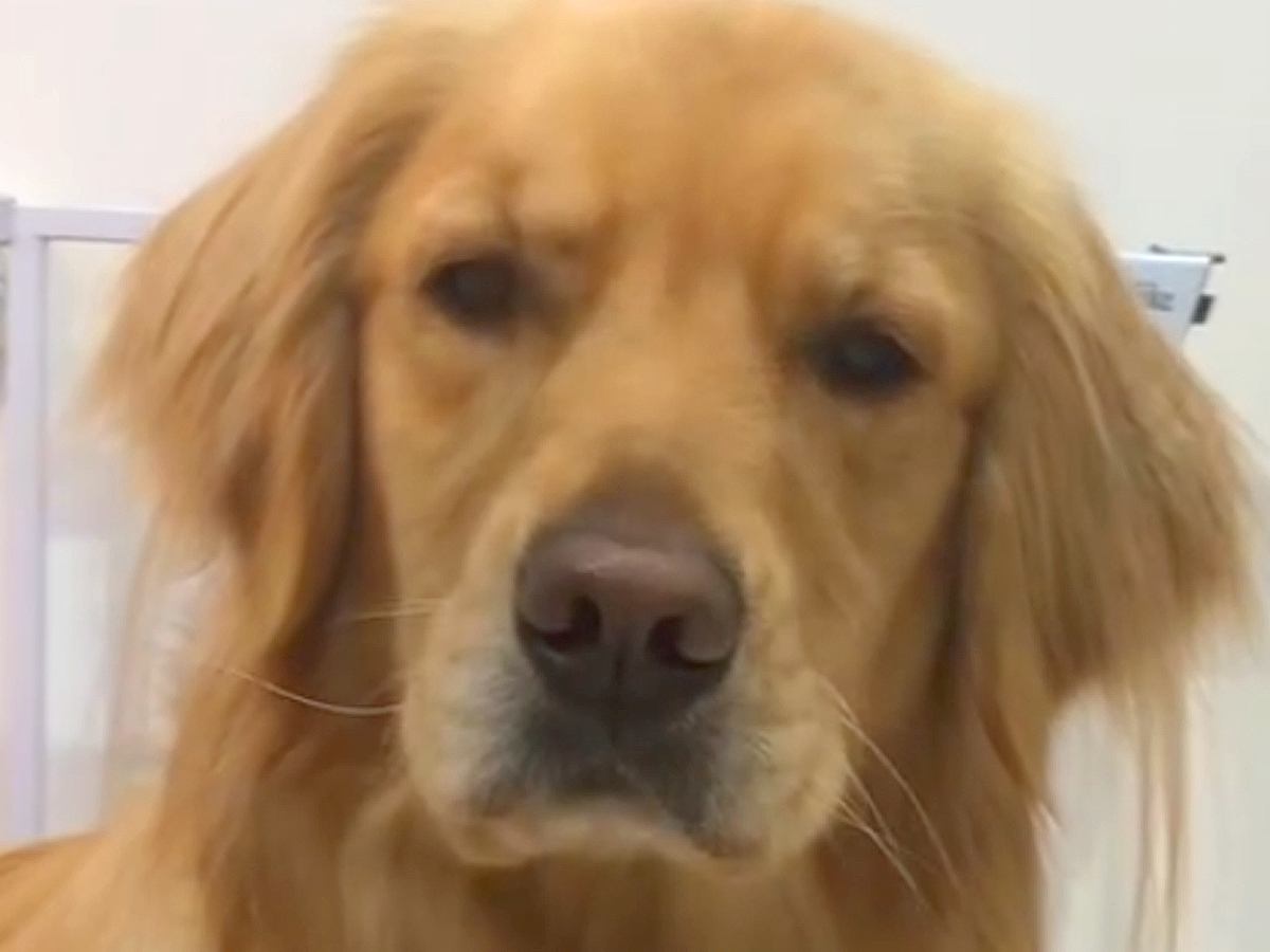 誰にもバレないように『隠れてヨーグルトを食べていた』と思ったら、大型犬が…『想定外の光景』が266万再生「表情がたまらんｗ」と爆笑の声