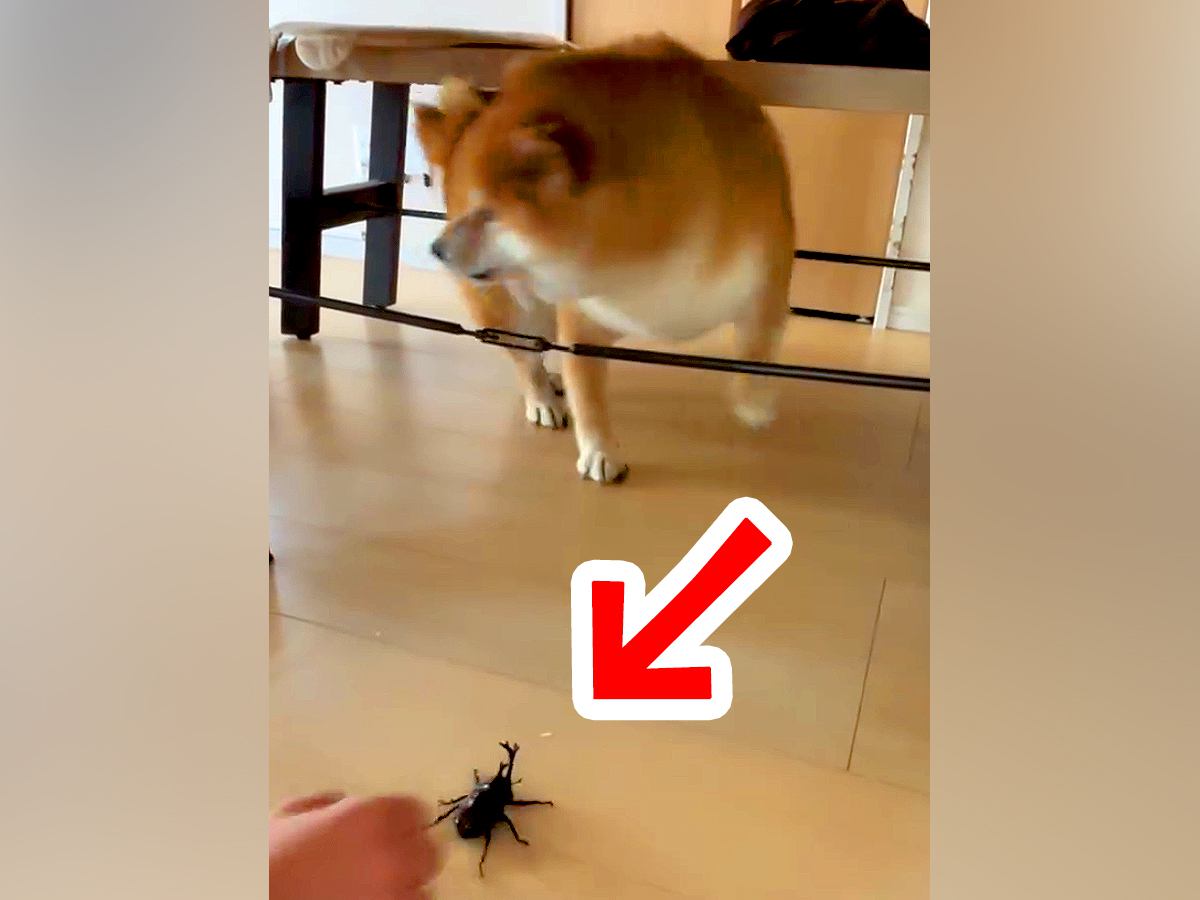 『カブトムシ』を犬に見せてみた結果…まさかの完全敗北？思わず笑ってしまう『予想外の反応』に反響「虫苦手なんか？」「完全にビビってるｗ」