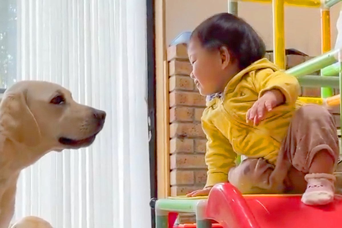 1歳の女の子が『すべり台で遊ぼうとした』結果→なぜか『大型犬』を待っていて…可愛すぎるやり取りが17万再生「仲良し」「幸せが溢れてる」