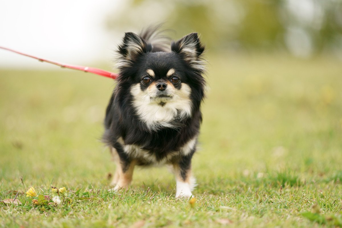 犬の散歩を適当に済ますのは絶対ダメ！4つの理由や危険なトラブルを解説