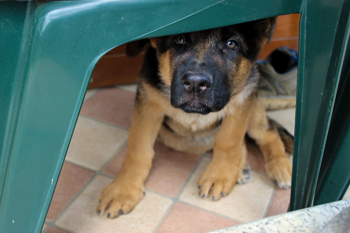 『子犬のしつけ』絶対にしてはいけないNG行為7つ　愛犬を危険に陥れるかもしれない行動とは？