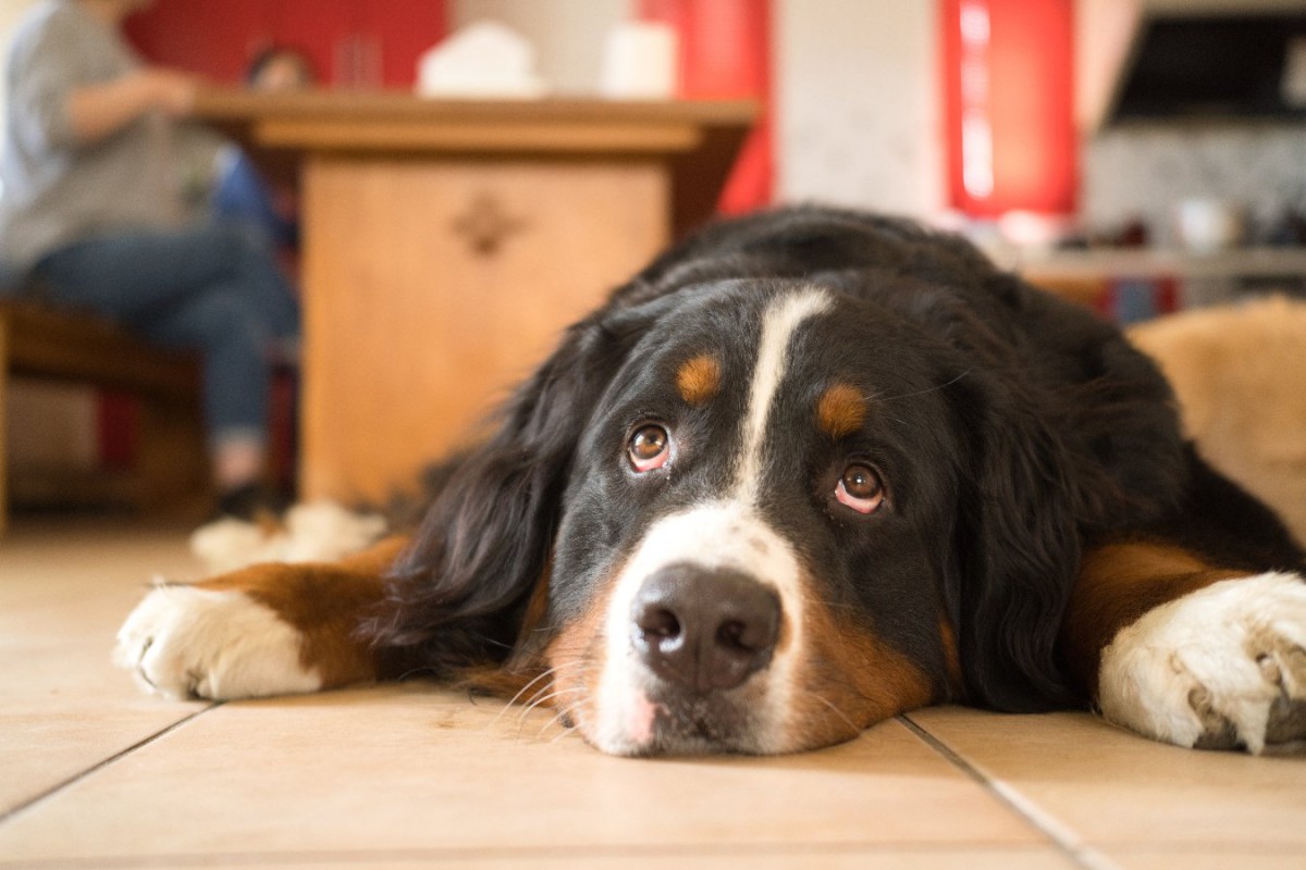 愛犬が「面白くない」と感じている時に見せるサイン3つ！楽しい気持ちになってもらう方法は？