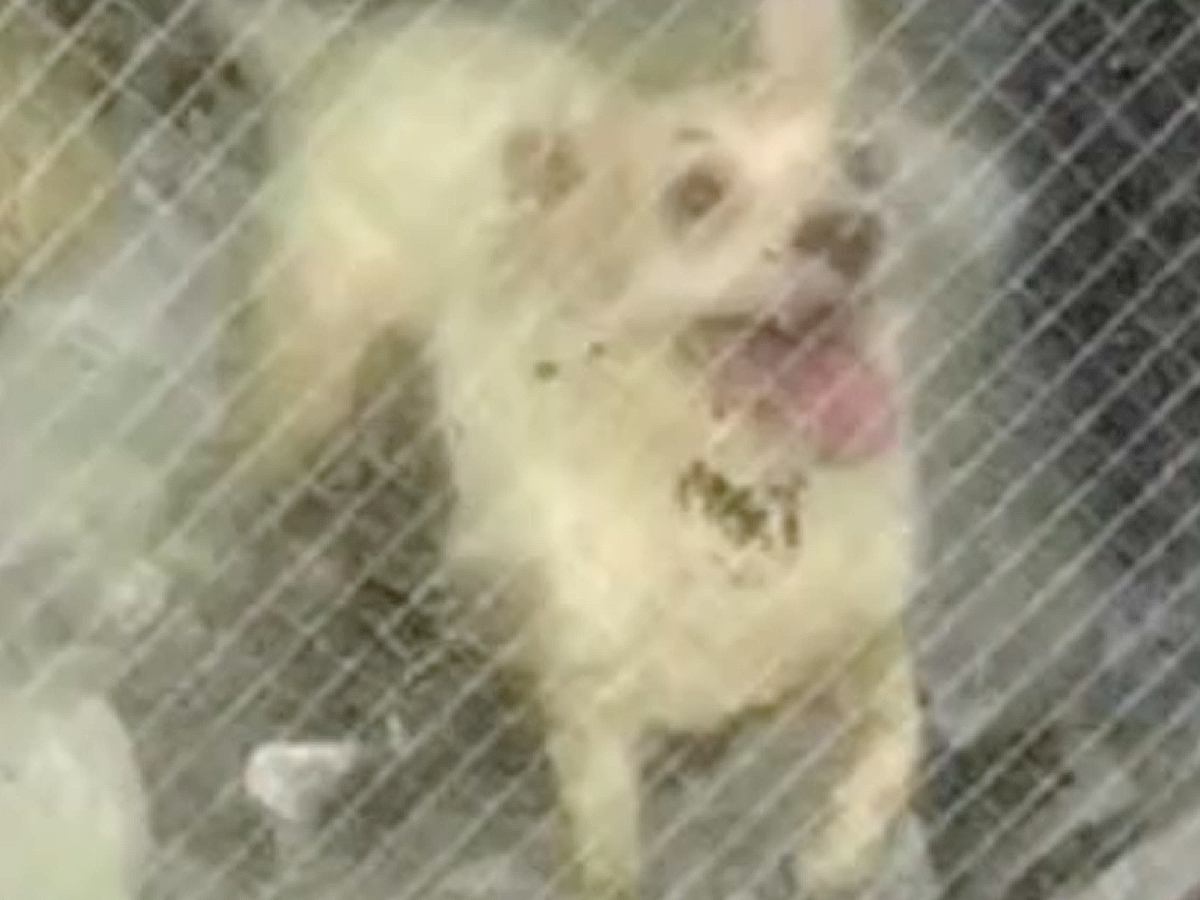 真夏のゴミ屋敷に放置された『ボロボロの老犬』を緊急保護→飼い主との連絡は途絶えて…衝撃の出会いと現在が17万再生「涙が…」「幸せに」