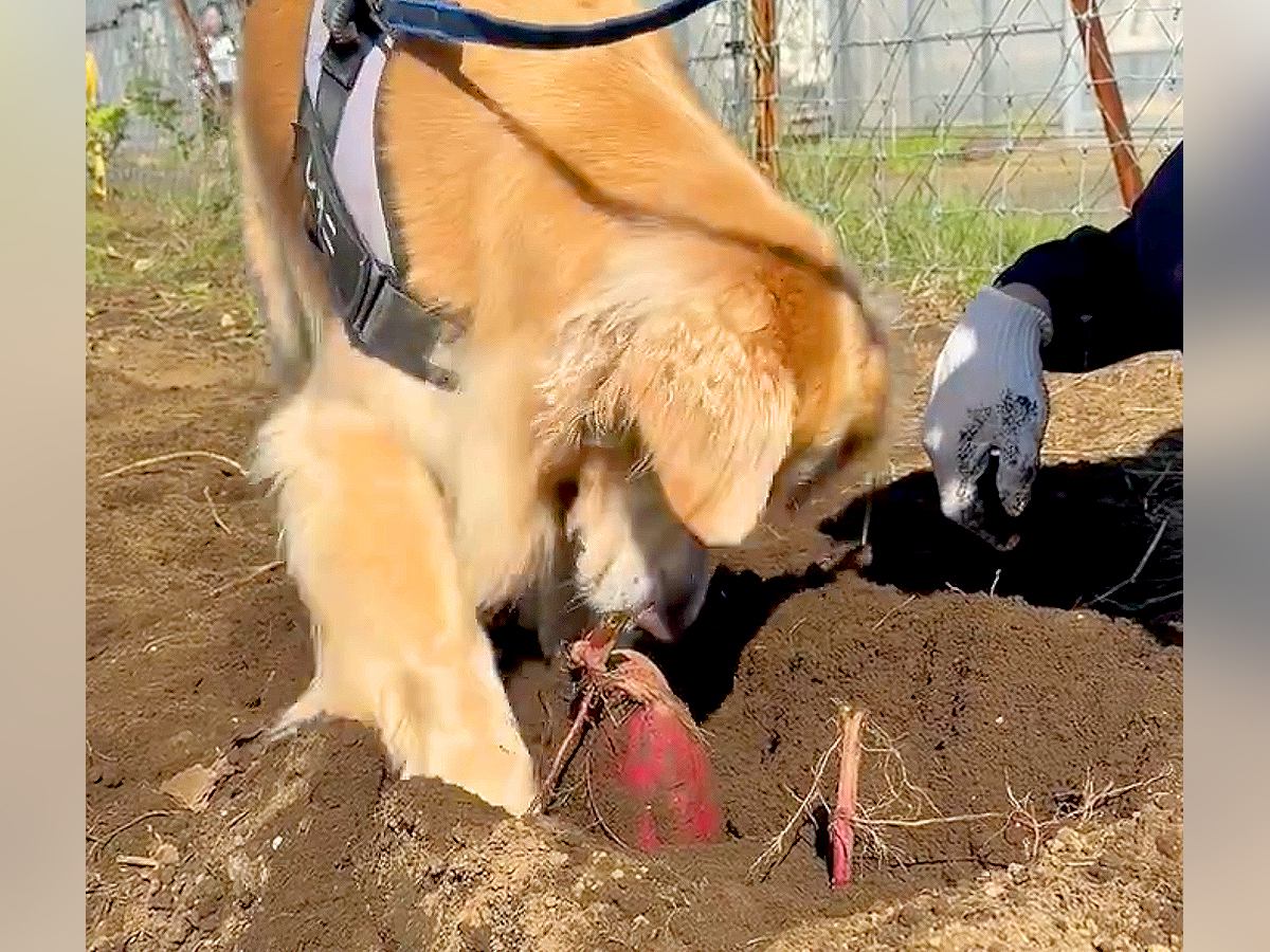 芋掘りをしに行ったら、大型犬が…一生懸命に『お手伝いする光景』に癒されると317万表示「丁寧に掘ってて偉い」「優しいｗ」大絶賛の声