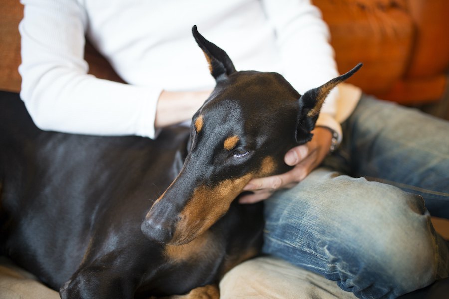 犬が飼い主に『撫でて～』とお願いしている時に出すサイン５選