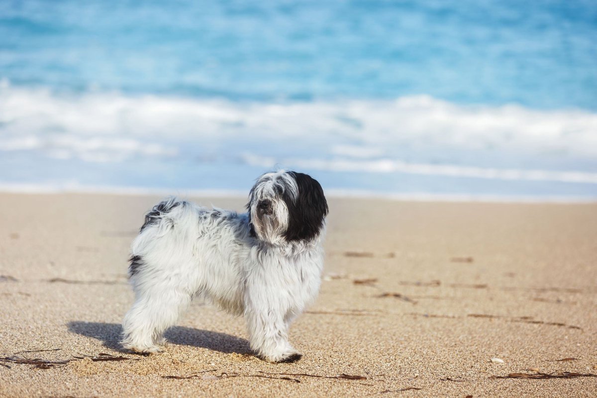 絶滅寸前の犬種５選！希少になった理由や特徴を解説