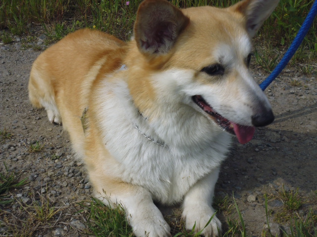 絶対にやめさせたい！実はよくある犬の食糞の話