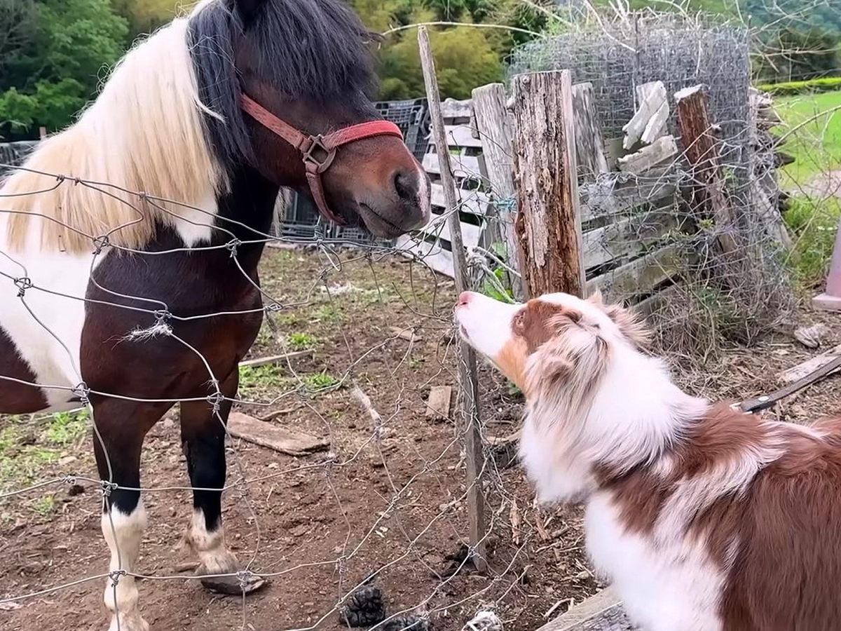牧羊犬が初めて『牧場でポニーと出会った』結果…『お互いの反応』があまりにも愛おしいと14万再生「圧倒的陽キャ感ｗ」「温度差に笑った」
