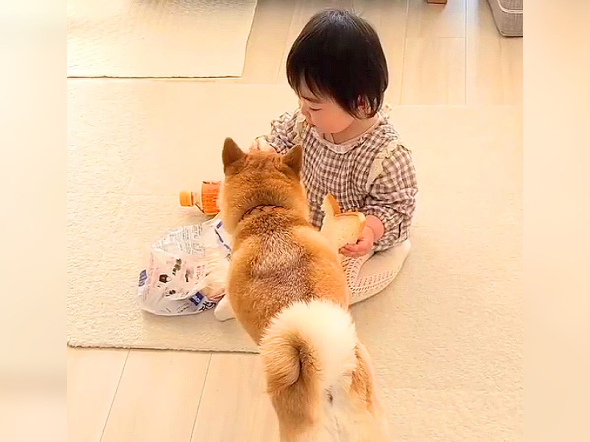 赤ちゃんと犬がコソコソしていたので覗いてみると…想定外の『まさかの犯行』が可愛すぎると47万再生「共犯で草」「現行犯逮捕ｗ」と爆笑