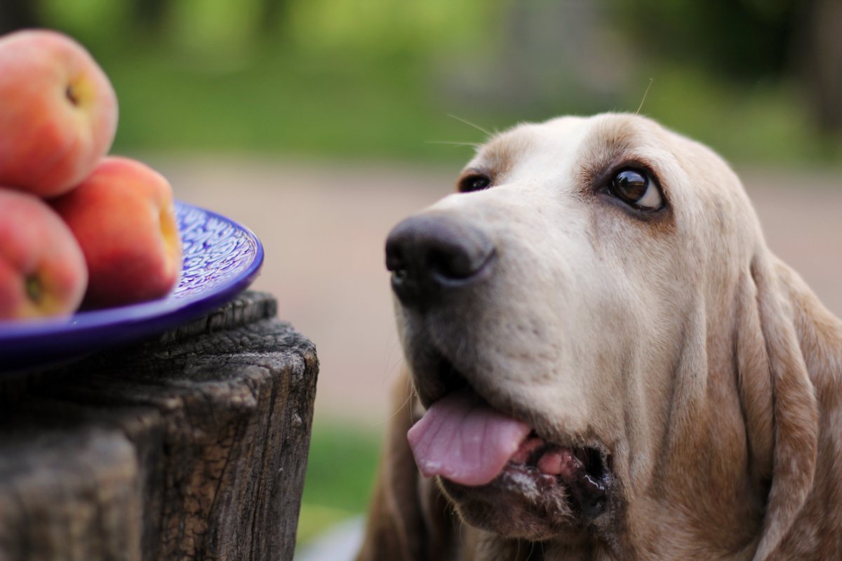 犬に絶対NGな『果物の種』5選　誤食してしまったときにまずやるべきこととは？