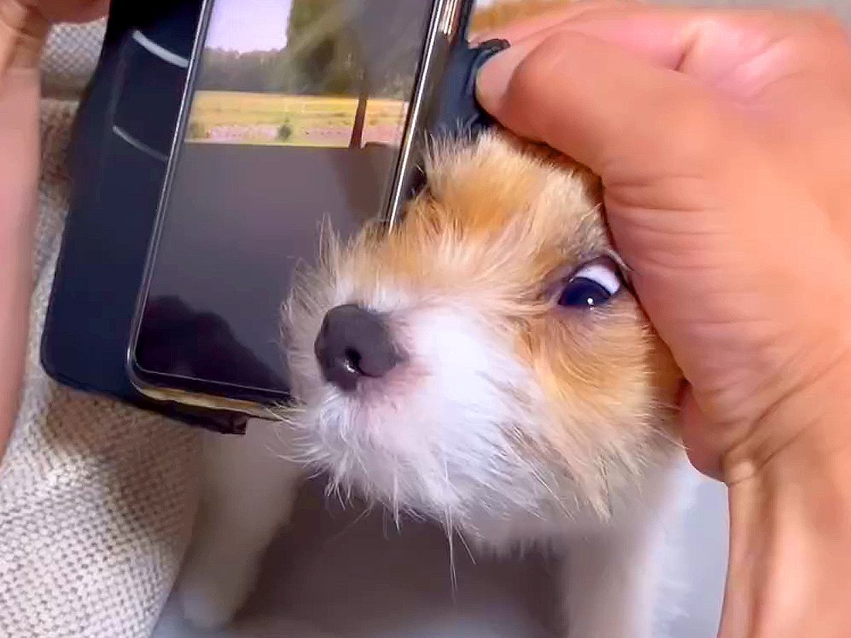 犬の前でスマホをいじると…『僕を見て！』絶対に負けられない戦いが60万再生「甘え方の圧が強いｗ」「嫉妬強めで可愛すぎる」と悶絶の声