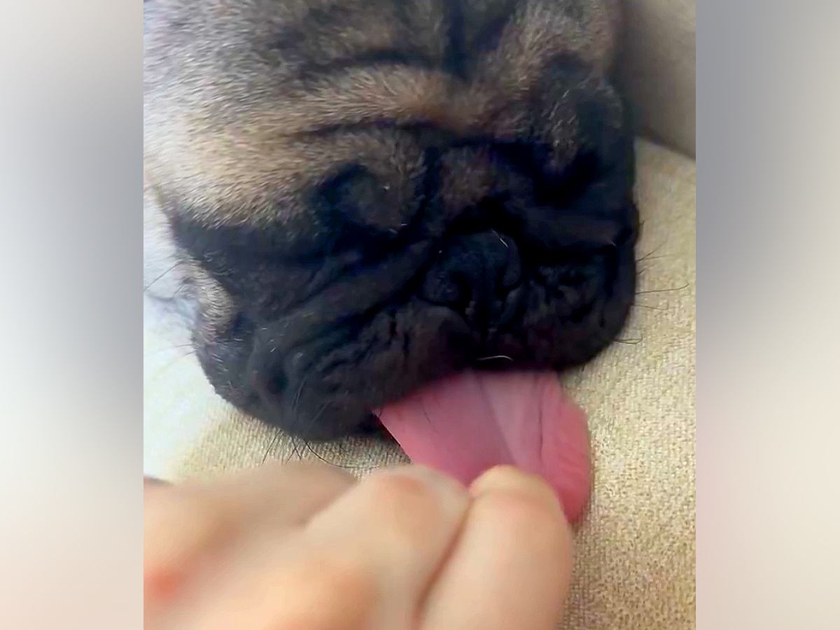 寝ている犬の『ベロ』引っ張った結果→どこまでも伸びて…予想を超える『衝撃的な長さ』に「倍伸びてびっくり」「どこまで伸びるの」と1万いいね
