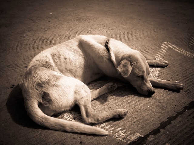 犬がご飯を食べないときの原因と対処法、考えられる病気について