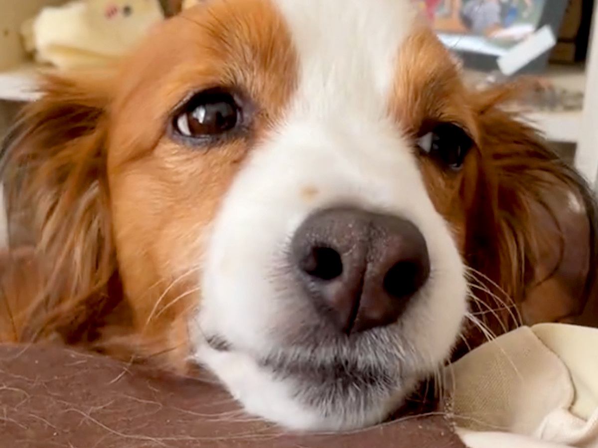 家に帰ったら、寝ていた犬が目を覚まして…嬉しさのあまり見せた『愛おしすぎる表情』に「私も同じ顔になった」「かわいいがすぎる…」と絶賛の声