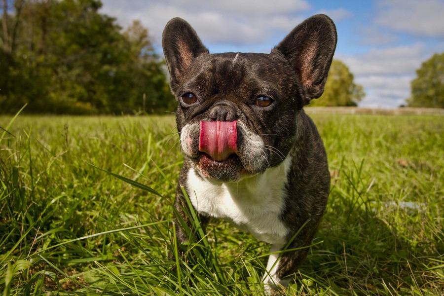 元気でやんちゃな性格と言われる犬種５選