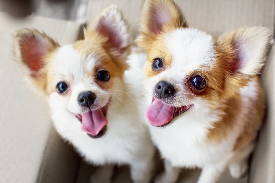 犬の甘やかしすぎ注意！～チワワ編～