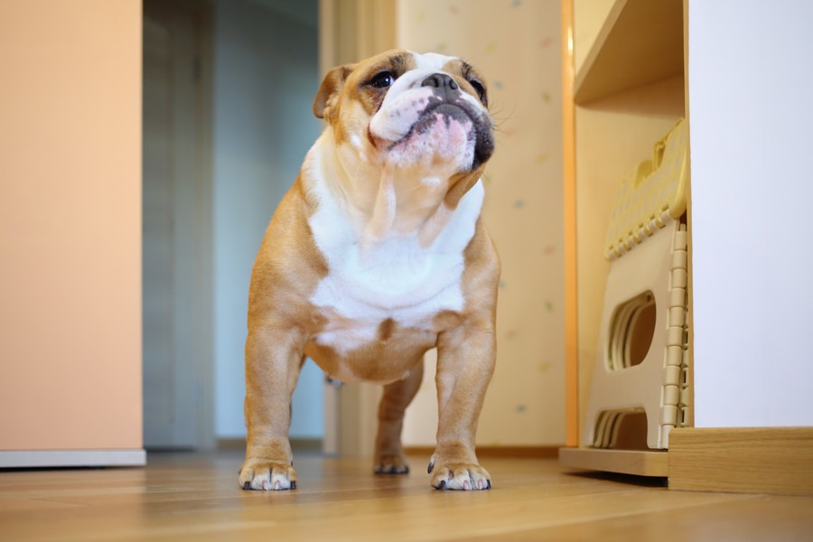 愛犬が部屋の中でクンクン匂いを嗅ぐ4つの理由