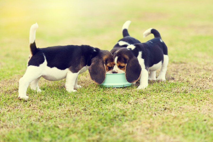 犬にNGなドッグフードの共通点５選